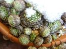 Cactusi si suculente winter-hardy