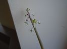 Ledebouria socialis