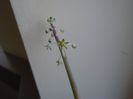 Ian. 2019: Ledebouria socialis