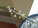 Ian. 2019: Ledebouria socialis