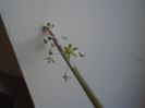 Ian. 2019: Ledebouria socialis