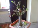 Euphorbia umbellata (Synadenium grantii)