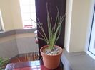 Dasylirion serratifolium