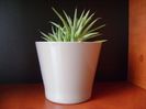Agave striata nana