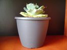Agave isthmensis cv. Orhi Razin Shirifukurin