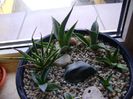 Grup de 7 agave