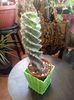 Cereus Forbesii Spiralis