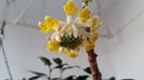 edgeworthia chrysantha