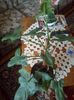 Philodendron bipennifolium