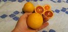 Citrus sinensis moro