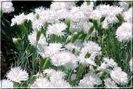 dianthus-plumarius