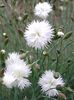 Dianthus_Itsaul_White