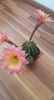 Echi Salmon Flowers