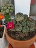 Sulcorebutia rauschii
