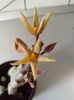 Piaranthus pulcher