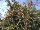 Necunoscut octombrie (aduce cu Ionagold)