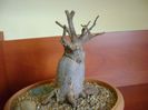 Ficus microcarpa cv. Ginseng