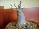 Ficus microcarpa cv. Ginseng