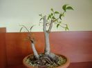 Ficus benjamina (weeping fig)