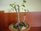 Ficus benjamina (weeping fig)