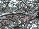 Freezing rain
