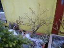 Freezing rain