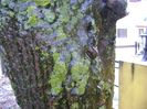 Freezing rain