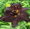 2019, hemerocallis Bogeyman