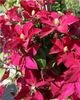 2019,Clematis Alita
