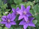 2019,clematis Bijou