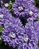 Clematis Diamantina