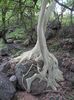 Ficus petiolaris
