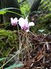 mini cyclamen