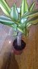 dracena yellow 24lei