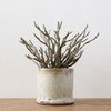 Euphorbia platyclada - achizitionata