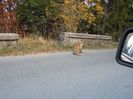 COTA 1400 SINAIA 14 OCT 2018 (52)