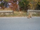 COTA 1400 SINAIA 14 OCT 2018 (53)