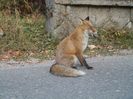 COTA 1400 SINAIA 14 OCT 2018 (54)