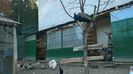 MANASTIREA CARAIMAN 14 OCT 2018 (4)