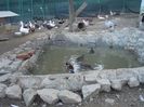 MANASTIREA CARAIMAN BUSTENI 14 OCT 2018 (31)