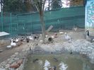 MANASTIREA CARAIMAN BUSTENI 14 OCT 2018 (32)