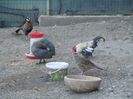 MANASTIREA CARAIMAN BUSTENI 14 OCT 2018 (33)