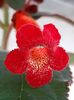 Kohleria Coccinea