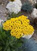 Achillea Cloth of Gold