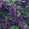 liliac-de-vara-mov-inchis-buddleja-dav-black-knight