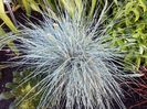 Festuca