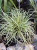 Carex Evergold