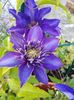 Clematis Multi Blue