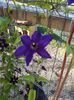 Clematis