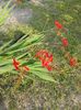 Crocosmia Lucifer